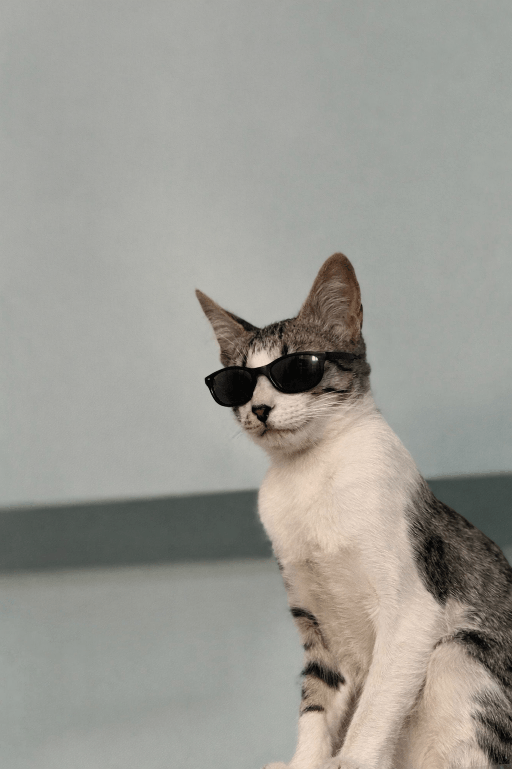 Cool Cat