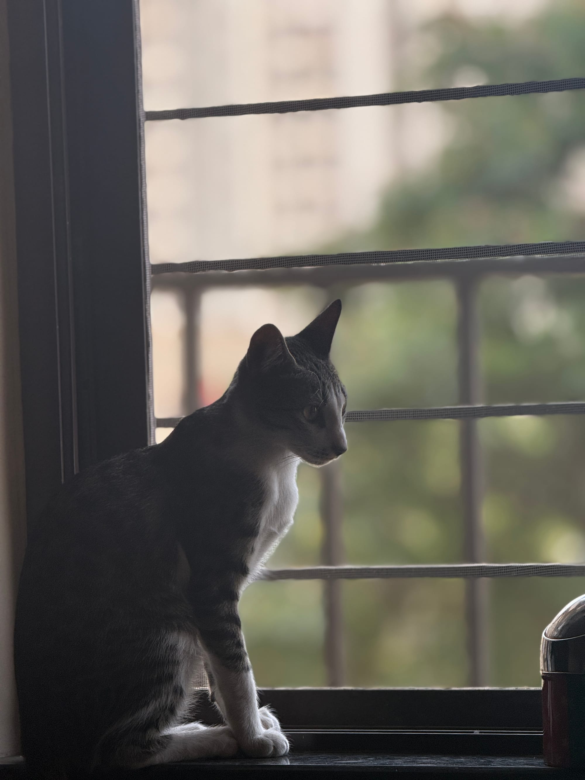 Windowsill Profile